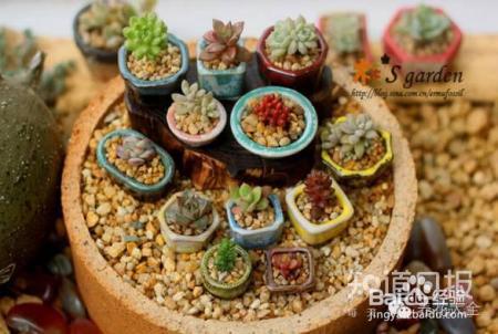 双十一剁手的钱省下来，可以建一个多肉花园了！