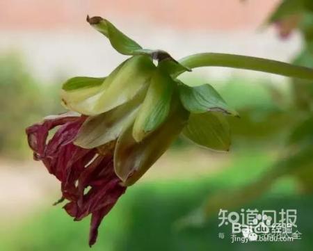 看花看叶看茎，花出了啥毛病，一眼就能看出来！