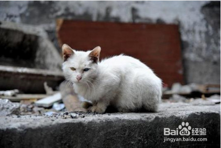 猫咪那么萌，怎么可能害你精神分裂了？我来为大家科学辟谣啦！