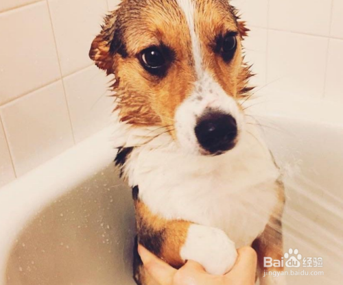自己怎么给狗狗洗澡
