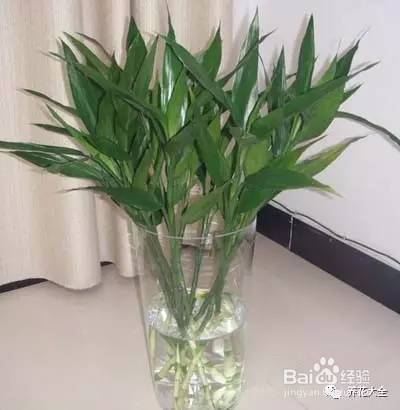 99%的花都死于这1点，看了保花不死！