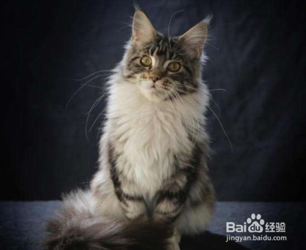 训练缅因猫拉屎 教它自己上厕所