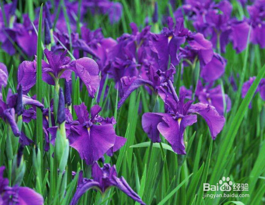 鸢尾怎样栽培和繁殖