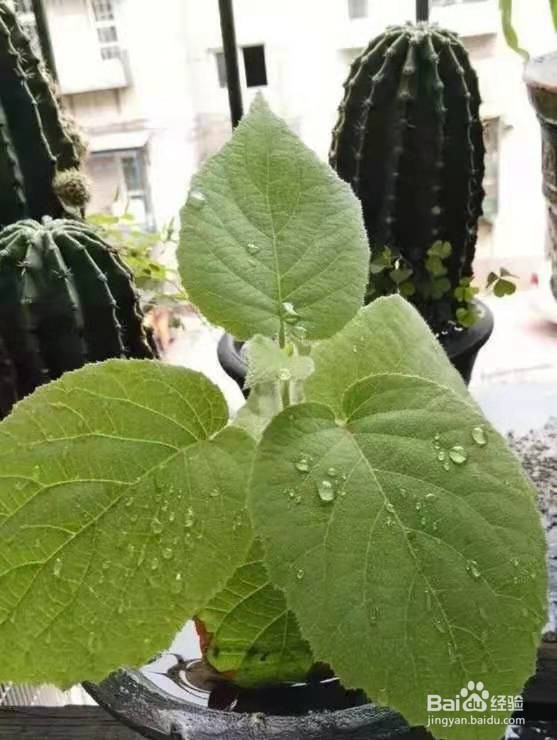 挖勺猕猴桃扔土里,7天变身毛茸茸叶子盆栽