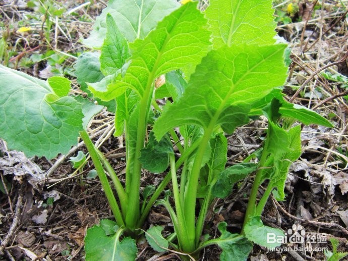 如何挑选大耳毛