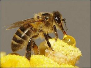 <b>春季吃蜂蜜有5个神奇好处 滋润肺不疲劳</b>
