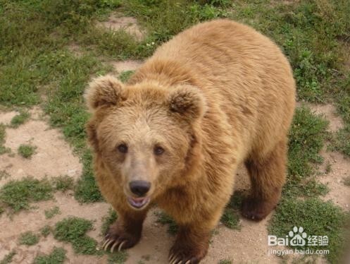 古城西安旅游之秦岭野生动物园