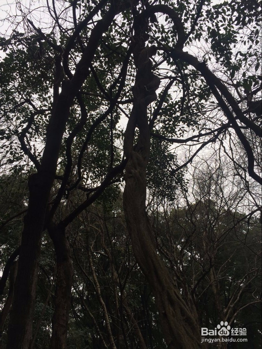 怎么用滕条做绳索