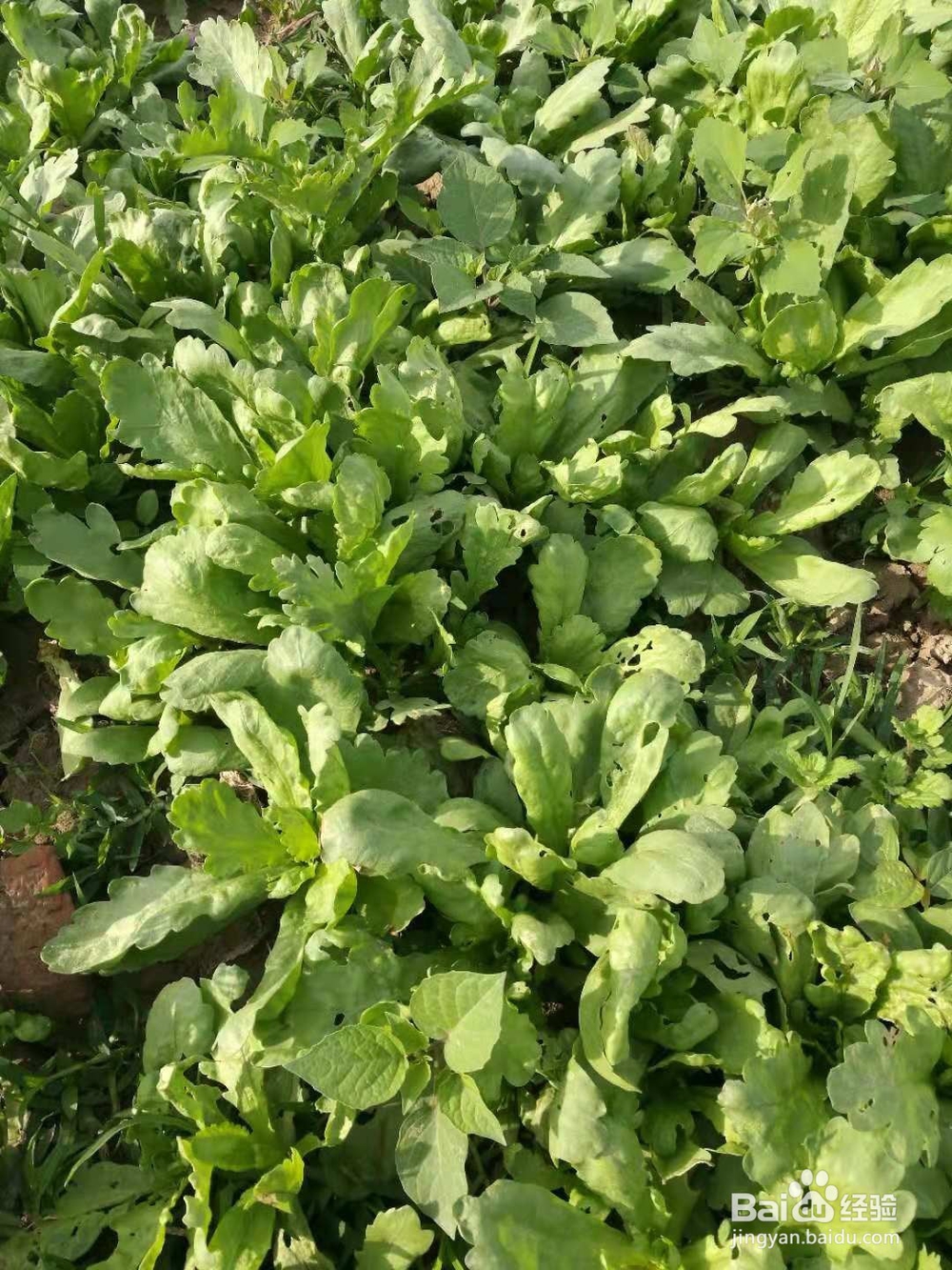 自制辣椒酱拌菊花菜