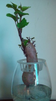 地瓜盆栽如何形成