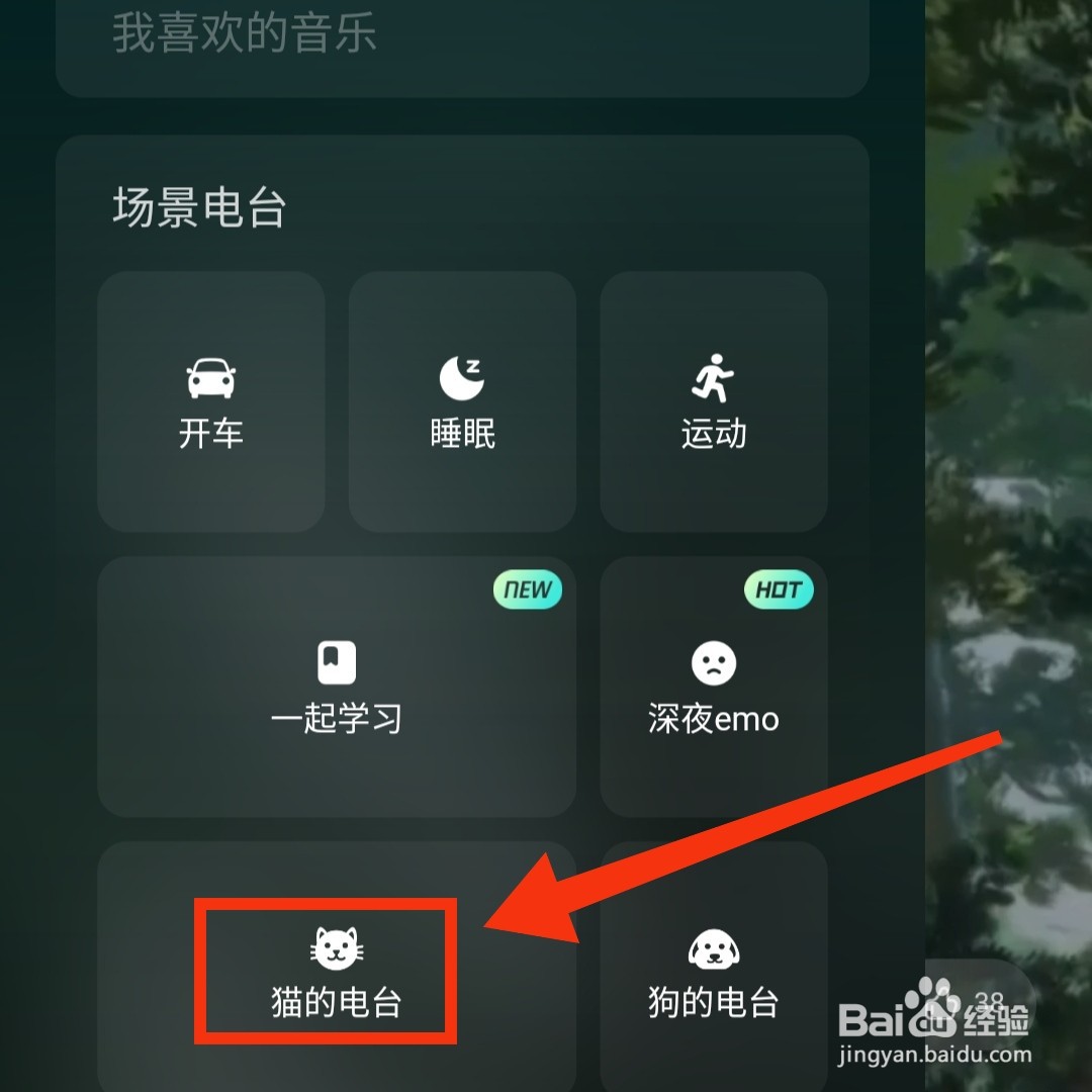 波点音乐APP猫的电台在哪开启音效