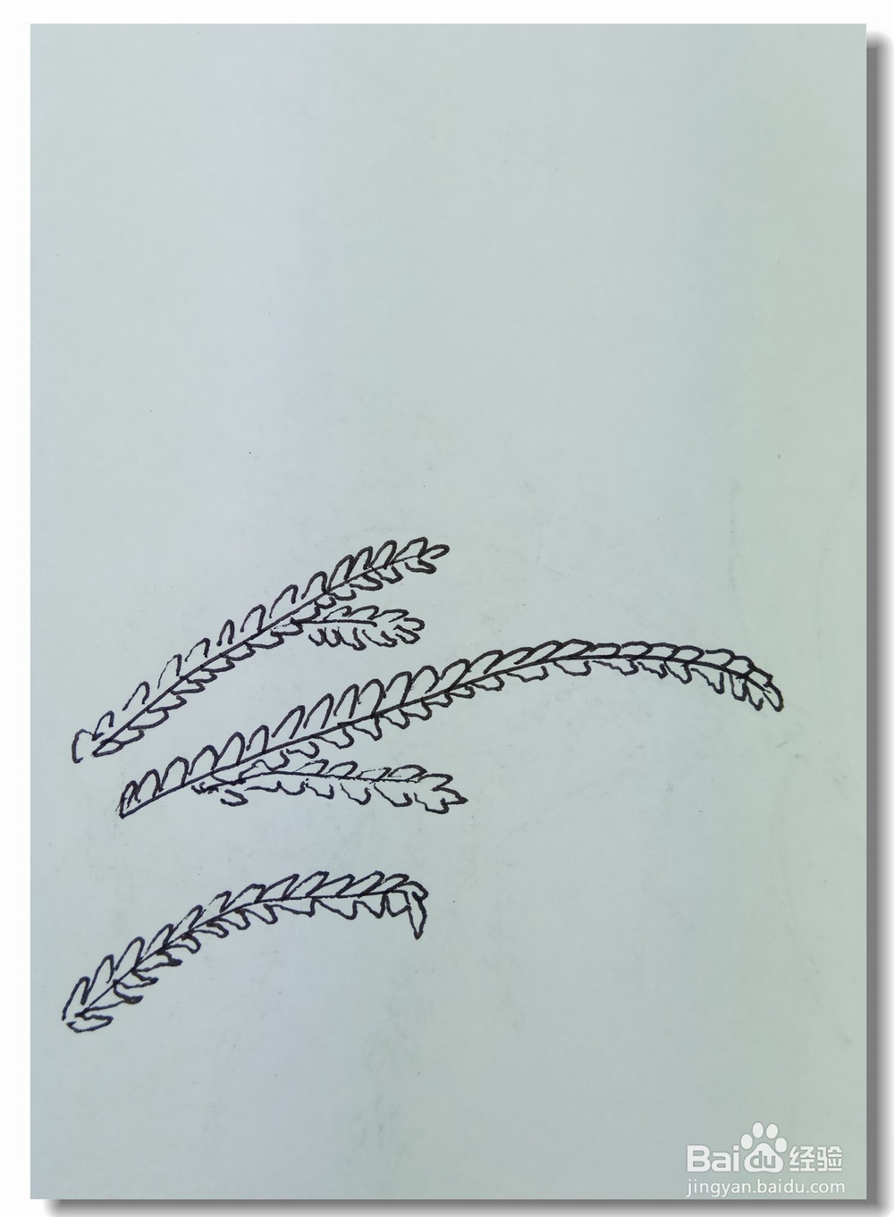 怎样画钢笔画”水稻“
