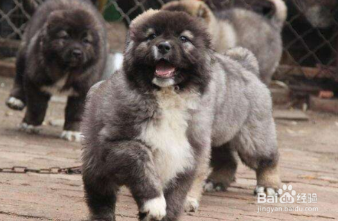 高加索犬怎么喂养