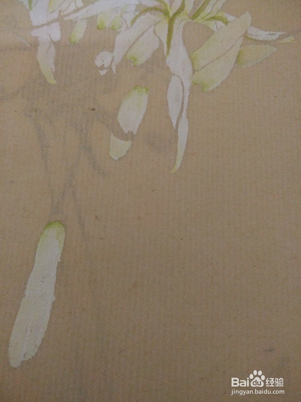 如何用没骨法画文殊兰