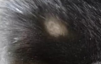 猫癣怎么治好得快