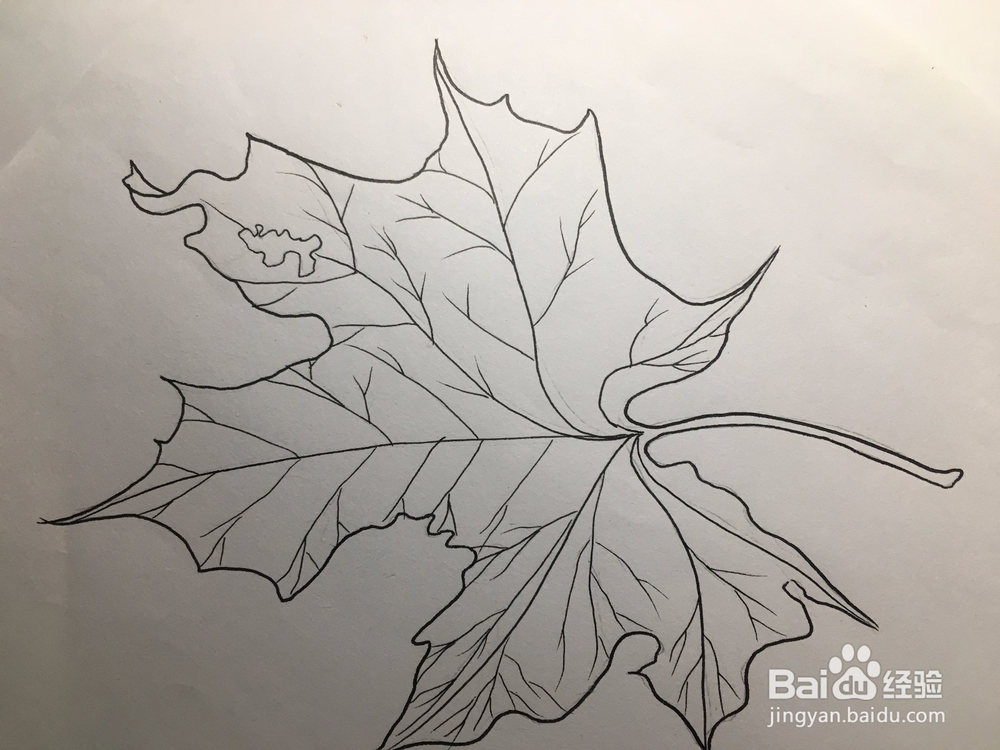 教你画一片枫叶 枫叶的画法 枫叶简笔画