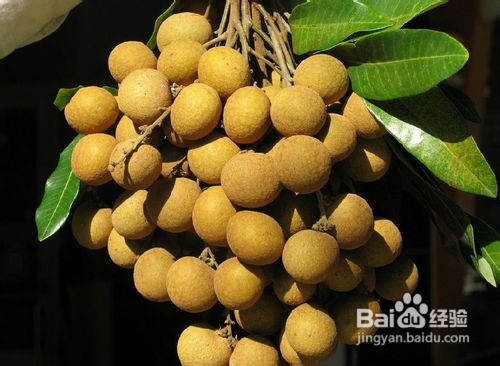 对抑郁症患者康复有帮助的5种水果