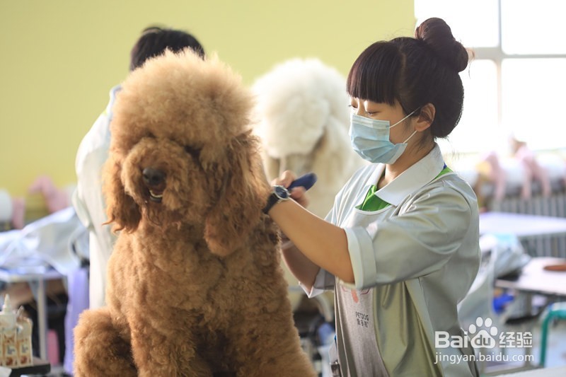宠物美容师培训学校多少钱