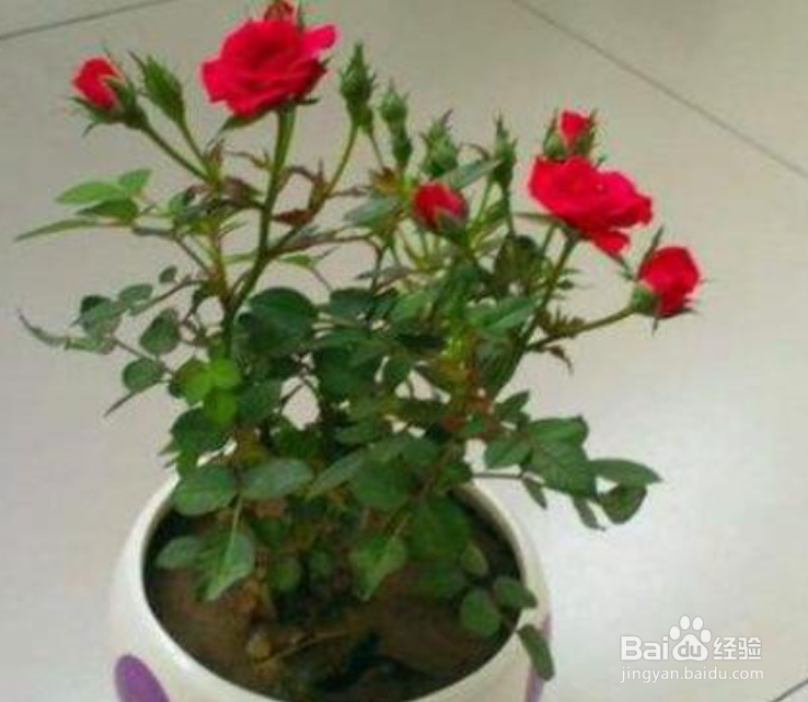 月季花的种植方法