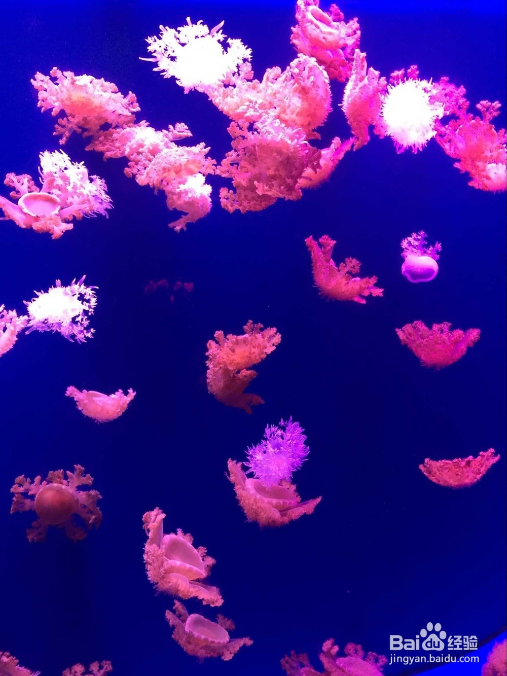 玩遍东湖海洋世界