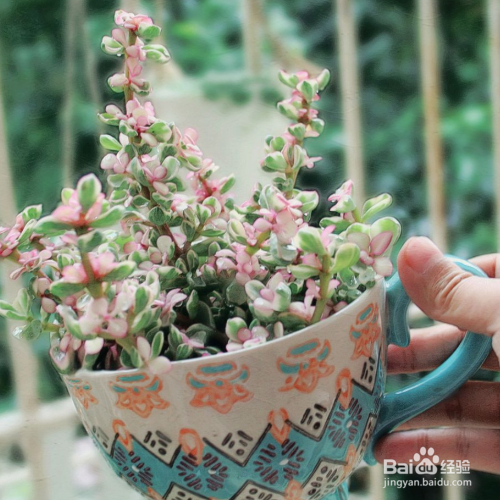 雅乐之舞叶子上的斑锦褪色怎么解决?