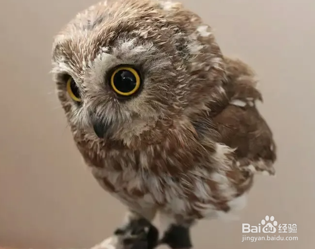 7.3蚂蚁庄园猫头鹰的大脸盘答案