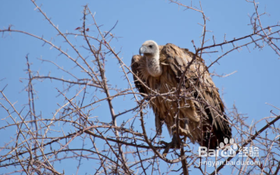 非洲有哪些国家公园值得去（下）？