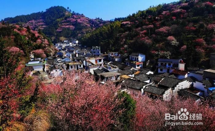 卖花渔村游玩攻略