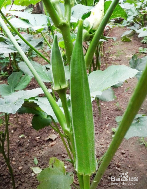 适合夏天种的蔬菜