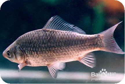 什么情况下,不可以吃鱼以及鱼的什么部位不能吃