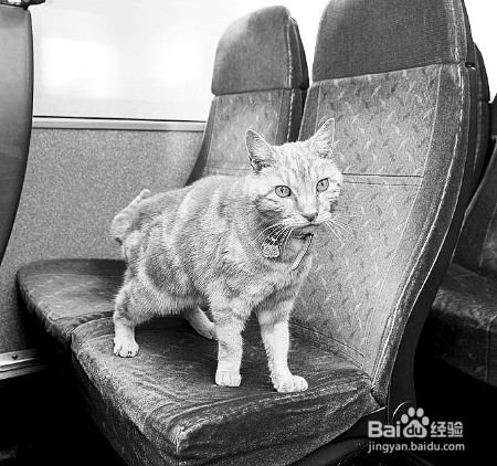 如何带宠物安全乘车？