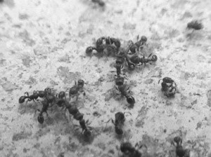 怎样能消灭蚂蚁