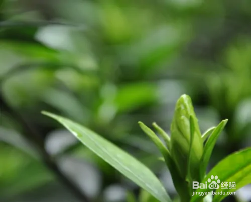 栀子花修剪方法图解