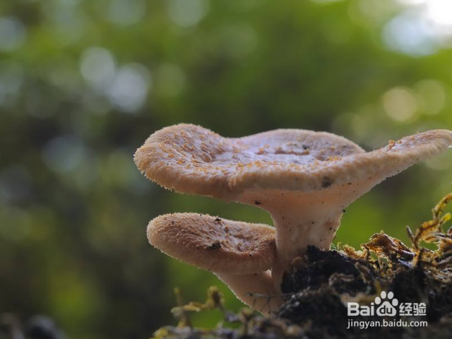 哪些菌类适合冬天种植？