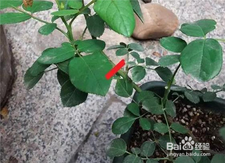 小花灿烂教大家如何“剪”出一盆好花
