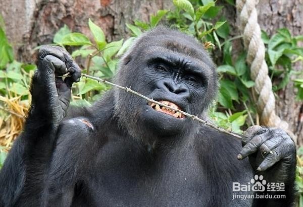 动物治病的方法有哪些