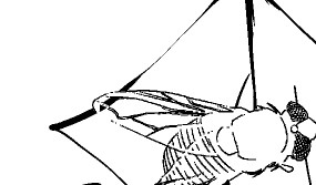 数位板绘制卡通插画教程