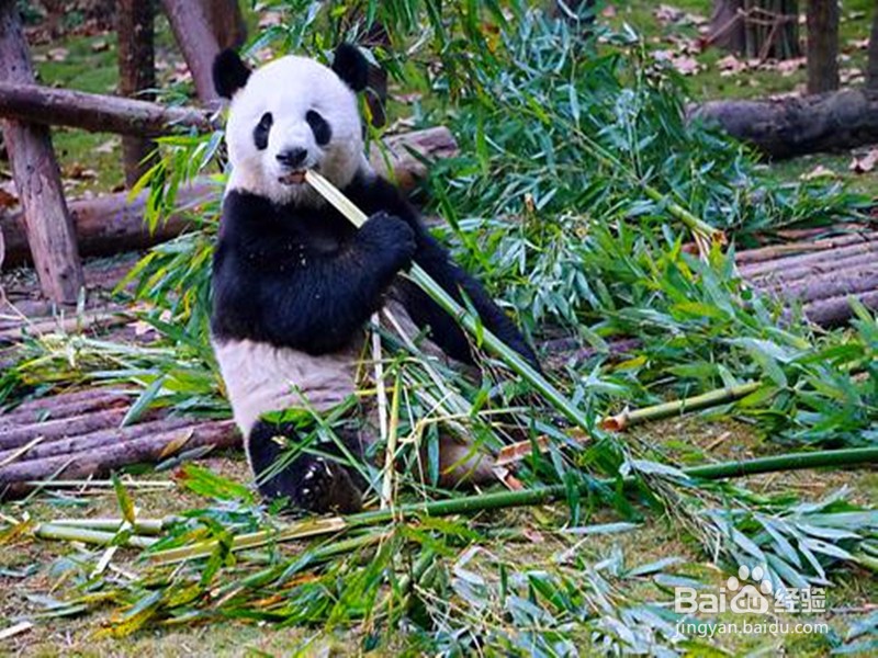 熊猫为什么喜欢吃竹子