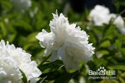 中医炮制：[158]白芍炮制不同 功用各异