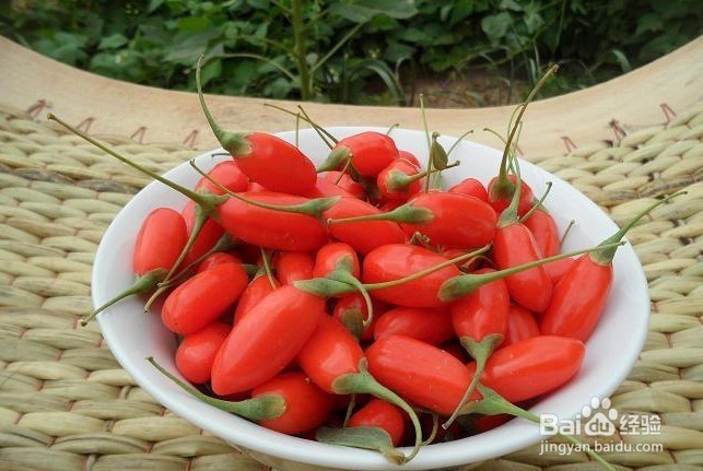 枸杞的正确食用方法