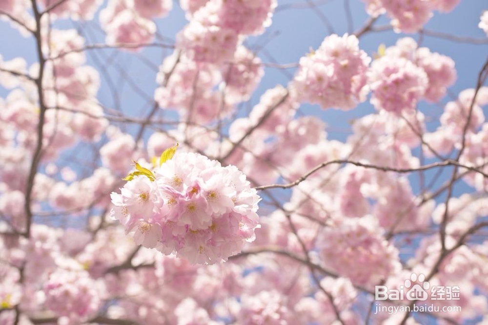 这个季节可以看到什么花？