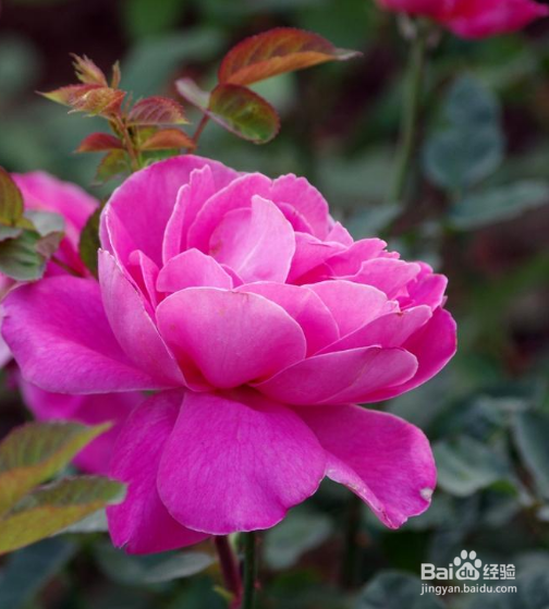 月季花叶子发黄干枯掉叶怎么办