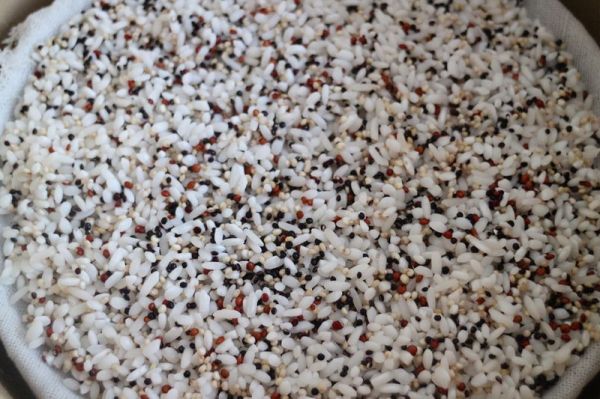 金枪鱼藜麦饭团