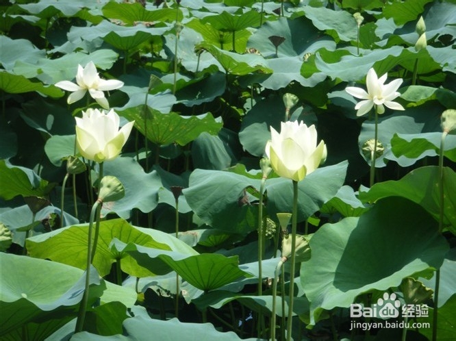 深圳哪里好玩又便宜