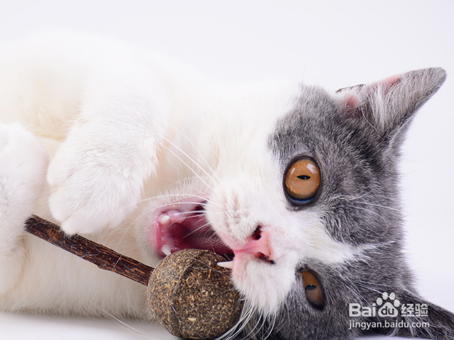 怎么给猫咪去毛球?