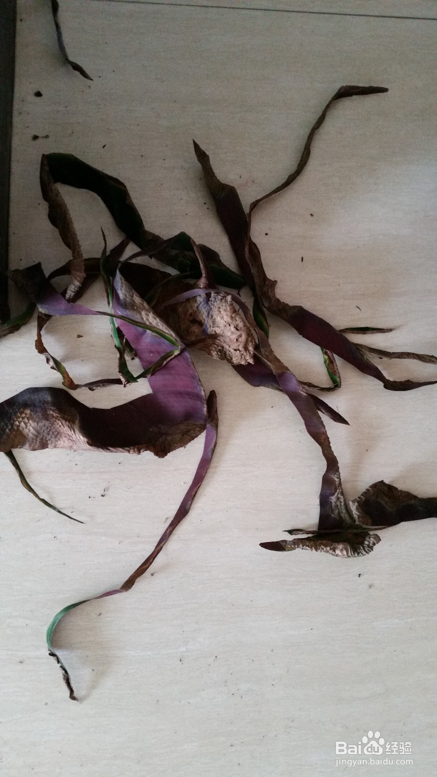 天鹅绒竹芋叶边干枯的处理