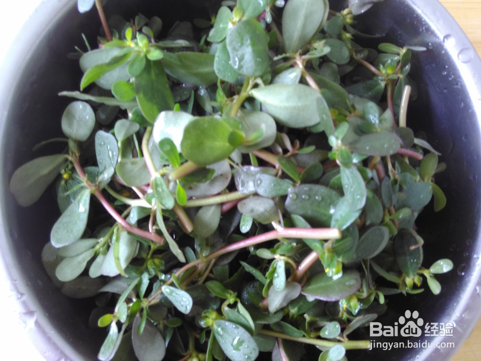 这样素炒马齿苋，超好吃