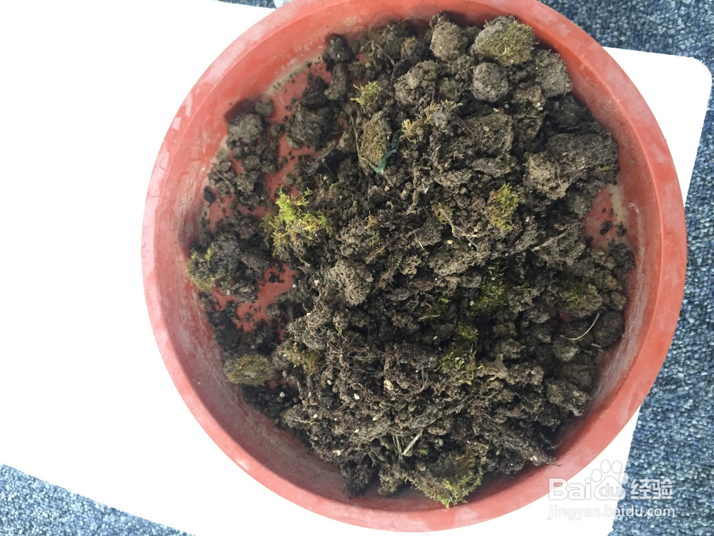 兰花分植的方法