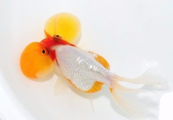 水泡眼如何饲养?