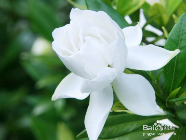 枙子花的养殖方法